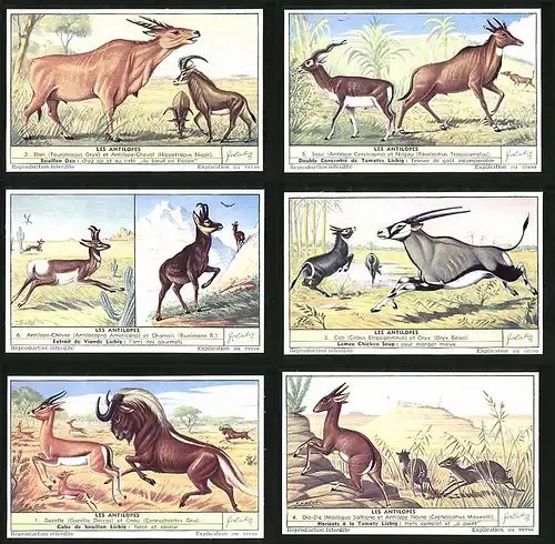 6 Sammelbilder Liebig, Serie Nr. 1559: Les Antilopes, Gazelle, Gnou, Cob, Oryx, Chamois, Nilgau, Sassi, Elan