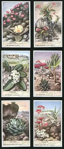 6 Sammelbilder Liebig, Serie Nr. 1625: Vetplanten, Crassula falcata, Sempervivum, Agave potatorum, Aloe nobilis