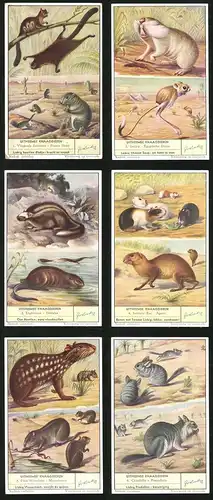 6 Sammelbilder Liebig, Serie Nr. 1600: Uitheemse Knaagdieren, Chinchilla, Pampahaas, Myopotamus, Indische Rat, Agoeti