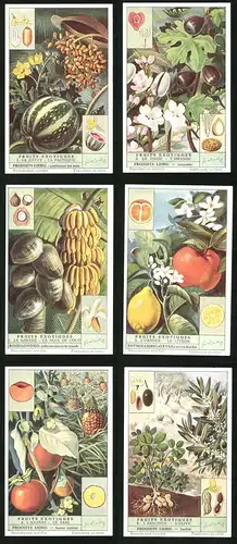 6 Sammelbilder Liebig, Serie Nr. 1537: Fruits Exotiques, L`Olive, Le Kaki, L`Ananas, L`Orange, Le Citron, La Banana