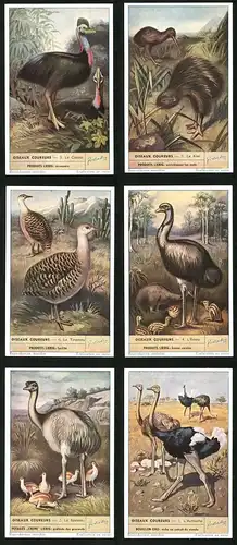 6 Sammelbilder Liebig, Serie Nr. 1500: Oiseaux Coureurs, L`Autruche, Le Nandou, L`Emeu, Le Tinamou, Le Kiwi, Le Casoar