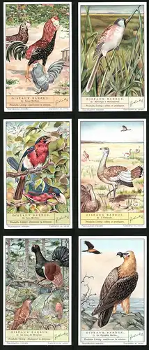6 Sammelbilder Liebig, Serie Nr. 1408: Oiseaux Barbus, Le Gypaéte Barbu, L`Outarde, Les Barbus, Coqs Barbus