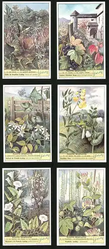 6 Sammelbilder Liebig, Serie Nr. 1624: Plantes Grimpantes, Le Houblon, La Cuscute, Le Pois, La Vigne, Le Lierre