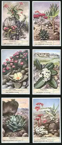 6 Sammelbilder Liebig, Serie Nr. 1625: Vetplanten, Crassula falcata, Sempervivum, Agave potatorum, Hoya Carnosa