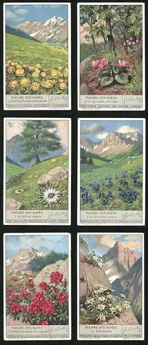 6 Sammelbilder Liebig, Serie Nr. 1335: Fleurs des Alpes, L`Edelweiss, La Gentiane acaule, La Carline acaule