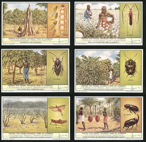 6 Sammelbilder Liebig, Serie Nr. 1668: Insecten van Kongo, Schadelijk voor de Landbouw, Oryctes boas F.