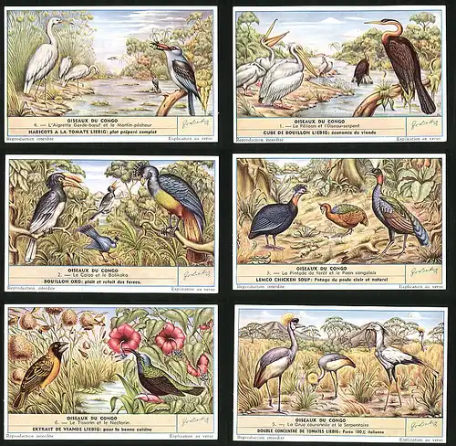 6 Sammelbilder Liebig, Serie Nr. 1632: Oiseaux du Congo, Pelikan, Wasservögel, Afrika