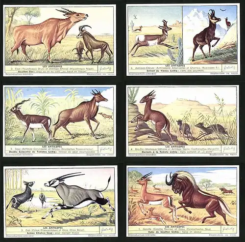 6 Sammelbilder Liebig, Serie Nr. 1559: Les Antilopes, Gemse, Gnu, Gazelle, Afrika
