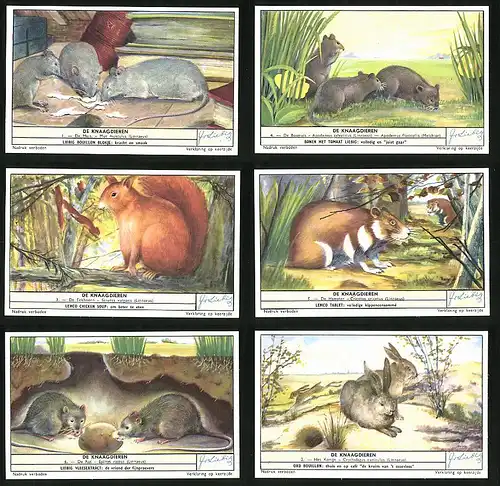 6 Sammelbilder Liebig, Serie Nr. 1655: De Knaagdieren, Feldhamster, Ratte, Eichhörnchen, Hase