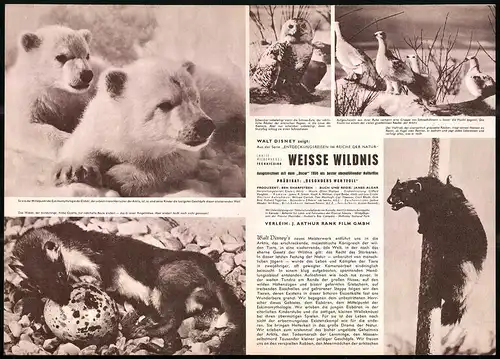Filmprogramm IFB Nr. 4866, Weisse Wildnis, Regie: James Algar, Dokumentarfilm, Eisbär