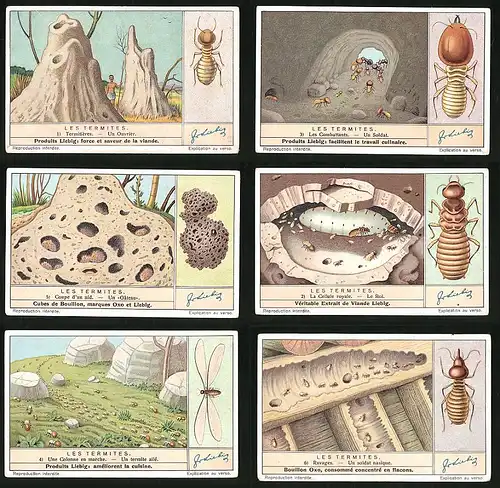 6 Sammelbilder Liebig, Serie Nr. 1364: Les Termites, Ravages, Le Roi, La Cellule royale, Coupe d`un nid, Un Gâteau