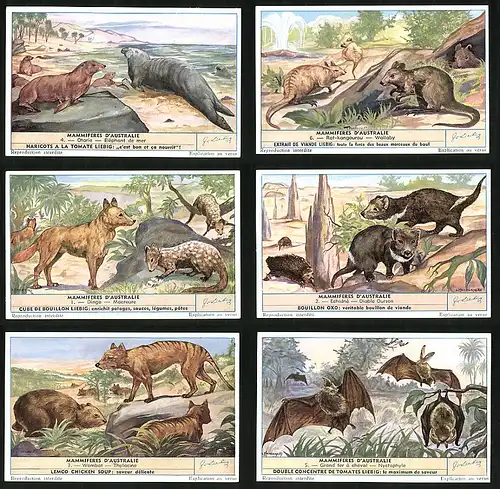 6 Sammelbilder Liebig, Serie Nr. 1612: Mammiferes d`Australie, Nyctophyle, Wombat, Thylacine, Echidné, Dingo, Macroure
