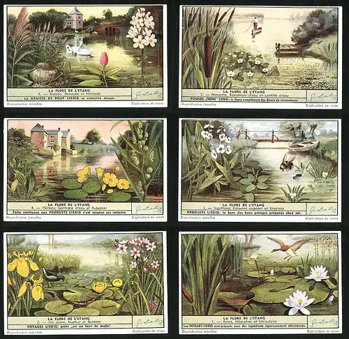 6 Sammelbilder Liebig, Serie Nr. 1516: La Flore de l`Etang, Biene, Seerose, Schwan, Schilf, Ente