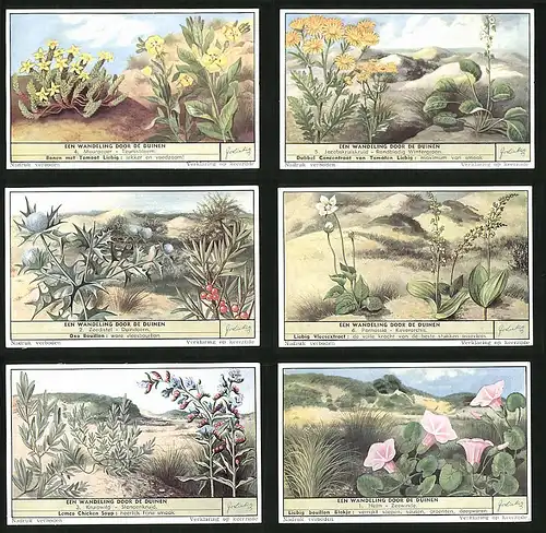 6 Sammelbilder Liebig, Serie Nr. 1622: Een Wandeling Door de Duinen, Sanddorn, Distel, Düne