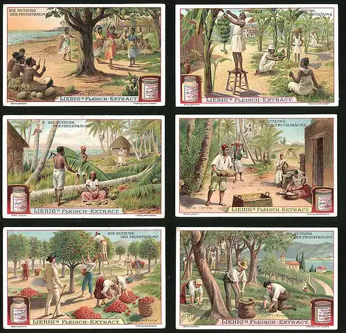 6 Sammelbilder Liebig, Serie Nr. 878: Die nutzung der Fruchtbäume, Oliven, Orangen, Dattel, Bananen, Erntetanz