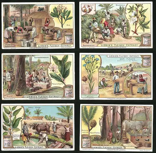 6 Sammelbilder Liebig, Serie Nr. 707: Industriepflanzen, Kaurifichte, Teerschwelerei, Jute, Flachs, Guttaperchabaum