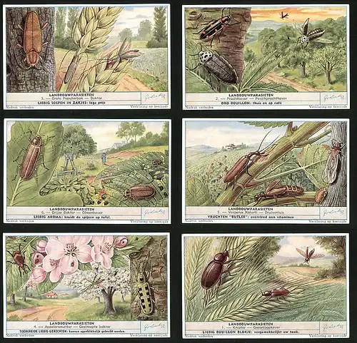 6 Sammelbilder Liebig, Serie Nr. 1689: Landbouwparasieten, Käfer, Natur