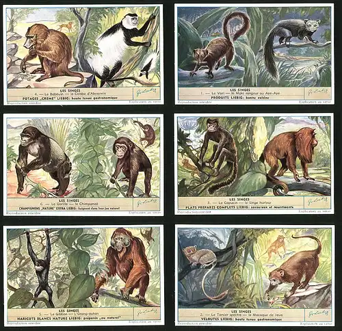 6 Sammelbilder Liebig, Serie Nr. 1604: Les Singes, Affen, Gorilla, Schimpanse, Orang-Utan