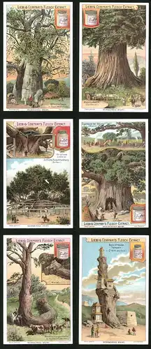 6 Sammelbilder Liebig, Serie Nr. 690: Merkwürdige Bäume, Tempel, Riesenschlangen-Kiefer, Cypresse, Schloss Augustusburg