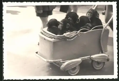 Fotografie Affen, Schimpansen im Kinderwagen