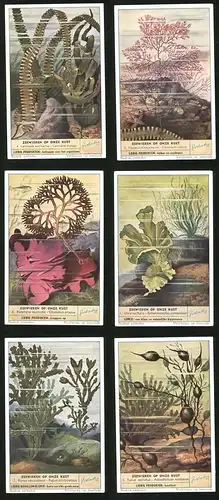 6 Sammelbilder Liebig, Serie Nr. 1489: Zeewieren op onze Kust, Fucus serratus, Fucus vesiculosus, Fucus platycarpus