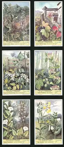 6 Sammelbilder Liebig, Serie Nr. 1624: Klim en Slingerplanten, Erwt, Veldlathyrus, Haagwinde, Warkruid, Hop, Bosrank