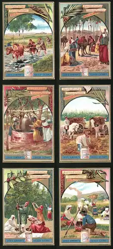 6 Sammelbilder Liebig, Serie Nr. 566: Ausländische Kulturpflanzen, Mais, Kaffeebaum, Zuckerrohr, Oelbaum, Reis