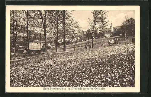 AK Drebach / Erzgeb., Krokuswiese im unteren Ortsteil