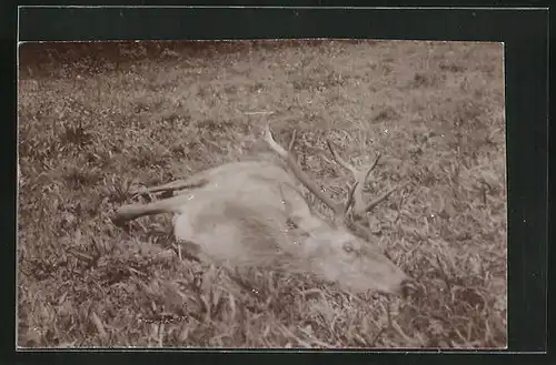 AK Erlegter Hirsch auf dem Feld