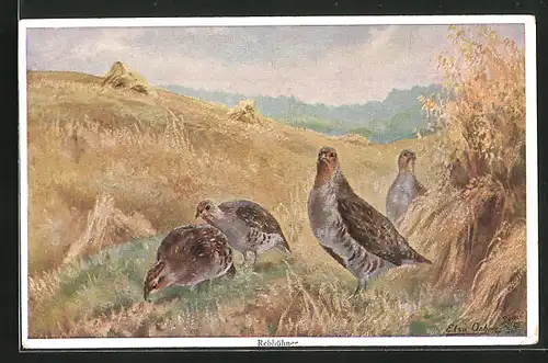 Künstler-AK sign. Elsa Oehme: Rebhühner auf dem Feld