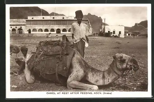 AK Aden, Camel at rest after feeding