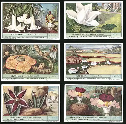6 Sammelbilder Liebig, Serie Nr. 1536: Fleurs Geantes, Amorphophallus Campanulatus, Stapelia Grandiflora, Victoria Regia