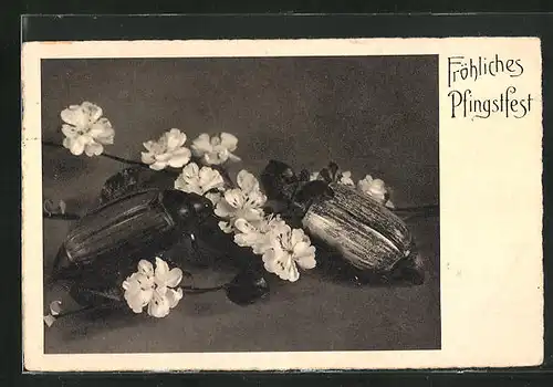 AK Pfingstgruss, Maikäfer, Blütenzweig