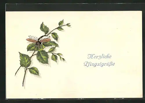 Präge-Künstler-AK Maikäfer auf einem Birkenzweig, Pfingstgruss