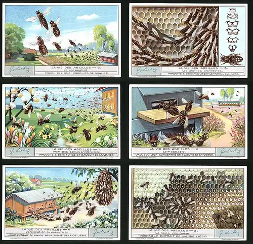 6 Sammelbilder Liebig, Serie Nr. 1267: La vie des Abeilles, La reine pondeuse, L`émigration ou essaimage, Le massacre