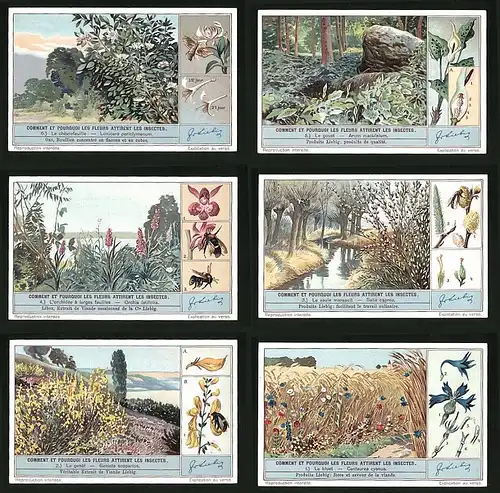 6 Sammelbilder Liebig, Serie Nr. 1290: Comment et Pourquoi les Fleurs attirent les Insectes, Le Bluet, Le Genêt