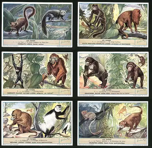 6 Sammelbilder Liebig, Serie Nr. 1604: Les Singes, Le Babouin, Le Gorille, Le Chimpanzé, Le Gibbon, Le Capucin
