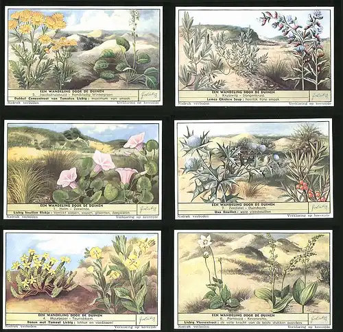 6 Sammelbilder Liebig, Serie Nr. 1622: Een Wandeling door de Duinen, Parnassia, Keverorchis, Muurpeper, Helm