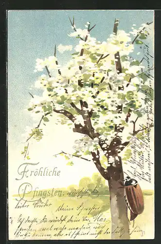 AK Maikäfer auf einem blühenden Baum, Pfingstgruss