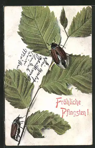 AK Zwei Maikäfer auf einem Zweig mit Blättern, Pfingstgruss