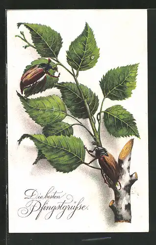 AK Zwei Maikäfer auf einem Zweig, Pfingstgruss