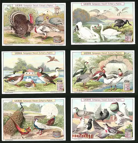 6 Sammelbilder Liebig, Serie Nr. 607: Geflügelarten, Enten, Tauben, Pfauen, Fasane, Gänse, Schwäne