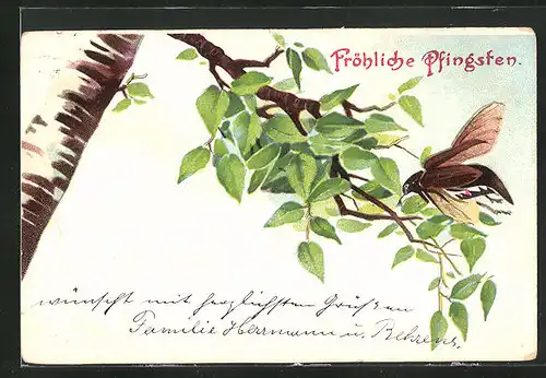 AK Maikäfer auf einem Zweig, Pfingstgruss