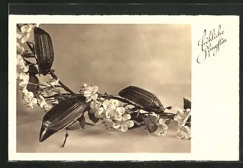 AK Maikäfer an einem Zweig mit Blüten, Pfingstgruss