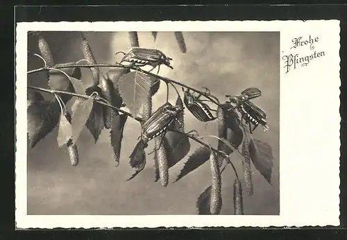 AK Maikäfer auf Zweigen mit Blättern, Pfingstgruss