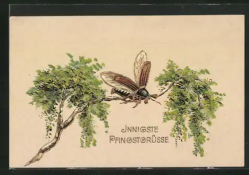 Präge-AK Maikäfer auf einem Zweig, Pfingstgruss