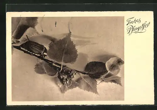 AK Zwei Maikäfer an einem Zweig, Pfingstgruss