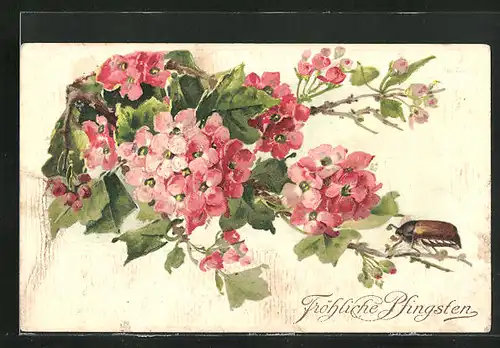 Präge-AK Maikäfer auf einem Zweig mit Blüten, Pfingstgruss