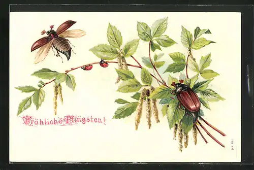 AK Maikäfer und Marienkäfer an einem Zweig, Pfingstgruss