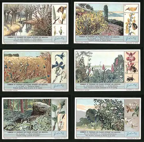 6 Sammelbilder Liebig, Serie Nr. 1290: Comment et Pourquoi les Fleurs attirent les Insectes, Le Chévrefeuille, Le Gouet